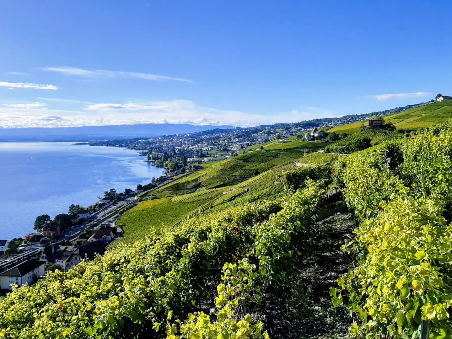 Vignes en terrasses au-dessus du Léman, exemple de site web pour un domaine viticole